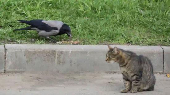 Are Crows Dangerous To cats