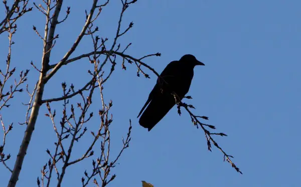 Are Crows Nocturnal