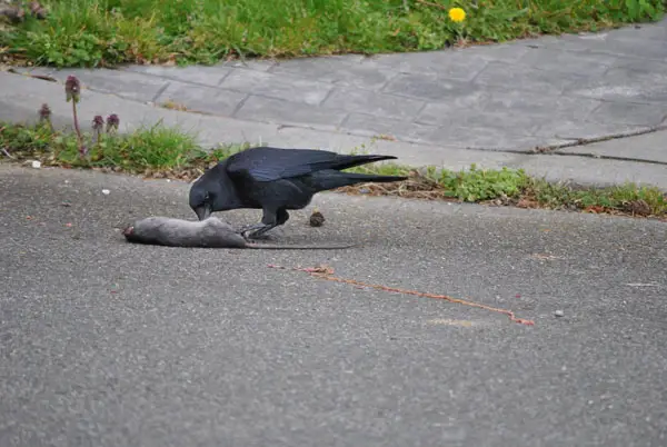 Are Crows Scavengers