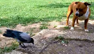 Are Crows Smarter Than Dogs? Who Is More Intelligent?