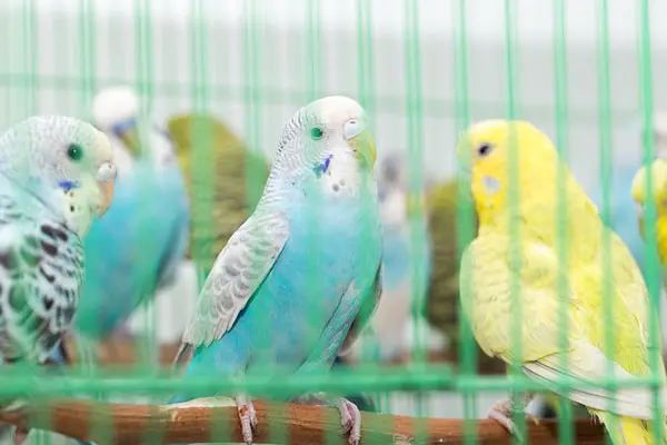 At What Age Should You Get a Budgie
