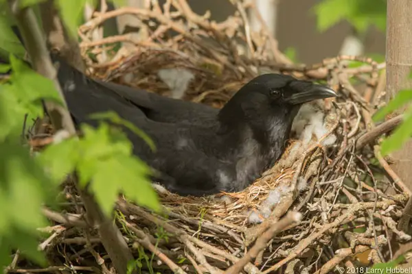 Avoiding Crow Nests Or Babies