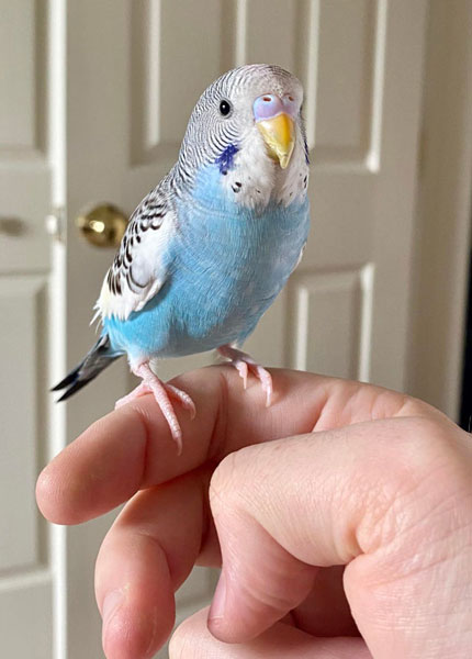 Baby Budgies