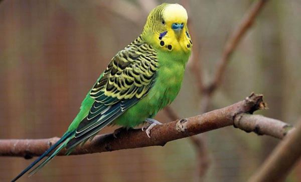 Benefits of Pineapple for your budgies