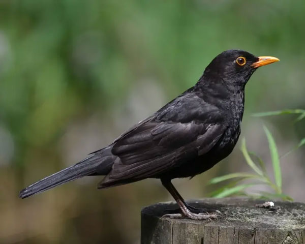 Blackbird Behavior