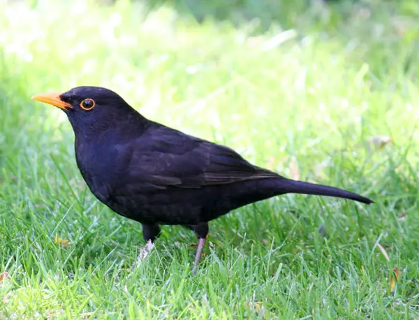 Blackbird Color Pattern