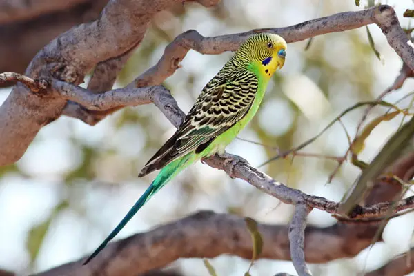 Budgie Ability to fly