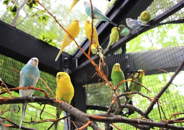 Budgie Attacking Other Budgie