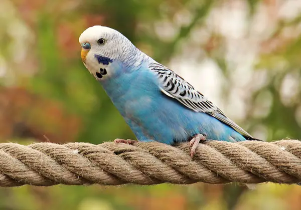 Budgie Beak Discoloration Types