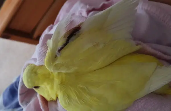 Budgie Bleeding Under Wing