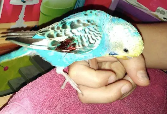 Budgie Bleeding