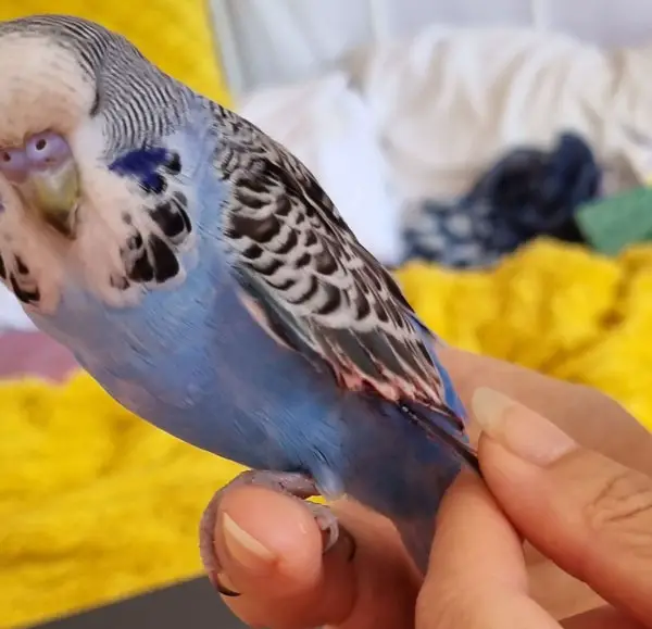 Budgie Bleeding