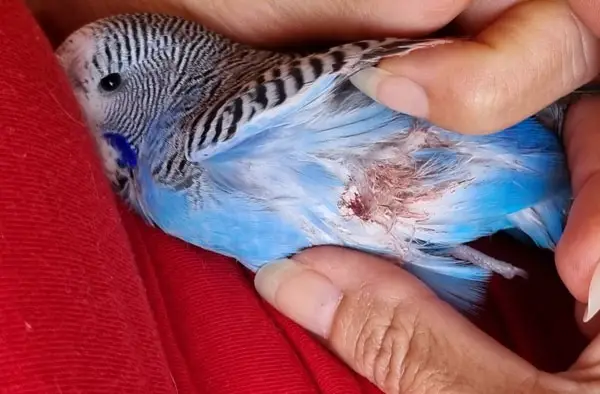 Budgie Bleeding