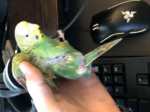 Budgie Bleeding