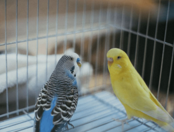 Budgie Diseases