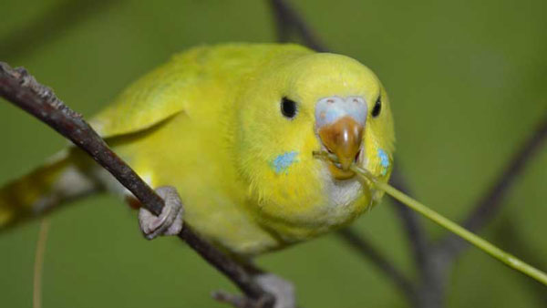 Budgie Eating