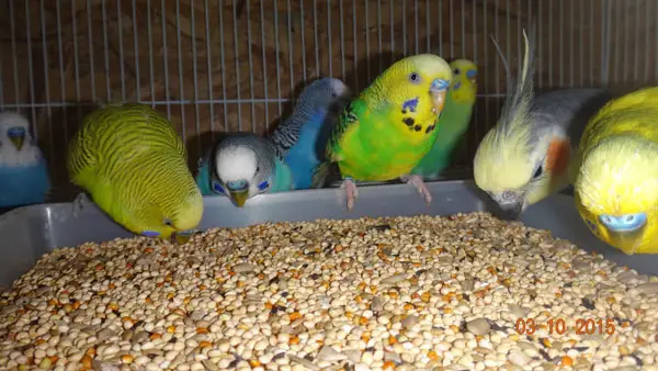 Budgie Feeding on All-Seed Diet
