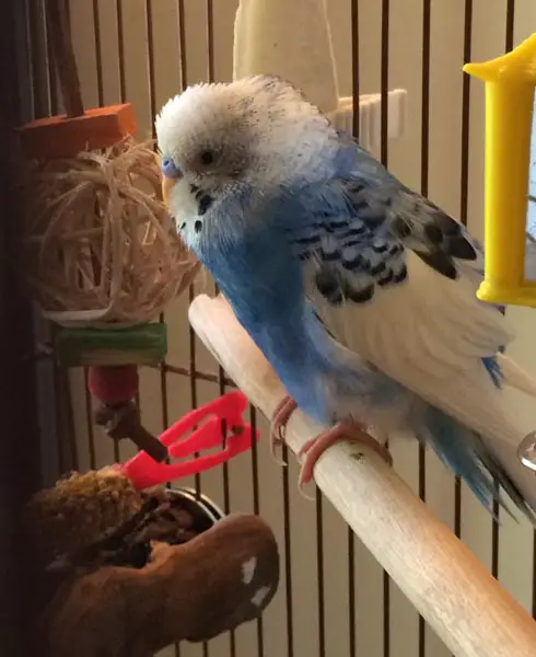 Budgie Fluff Up Its Feathers And Die