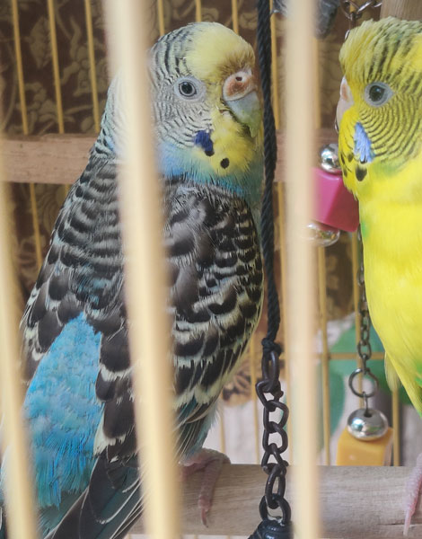Budgie Is Ill