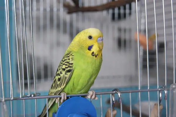 Budgie Panting