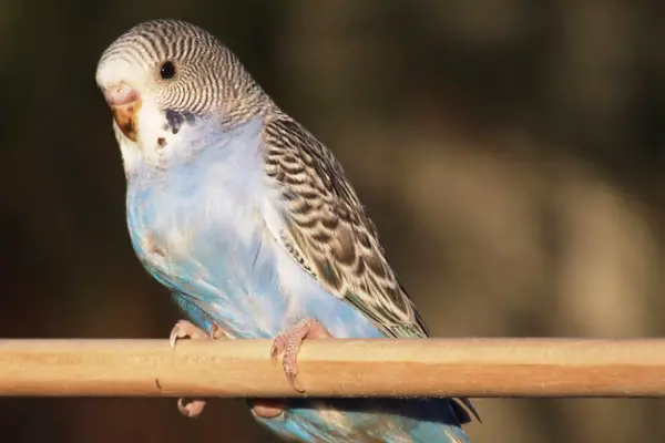 Is Your Budgie Scared of You