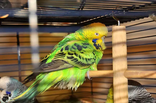 Budgie Shows Signs Of Dying