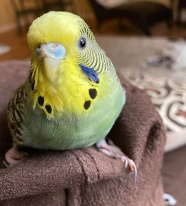 Why Is Your Budgie Sneezing? How To Help?