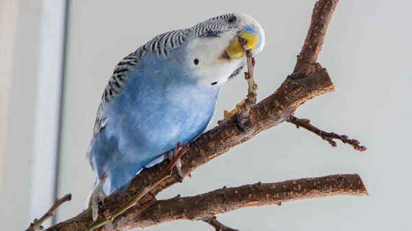 Budgie Sneezing for Pollutants And Allergens