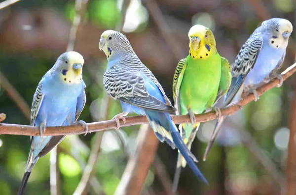 Budgie Sneezing