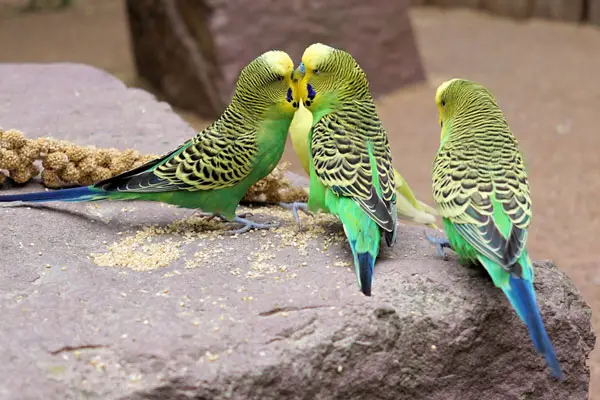 Budgie Tail Bobbing