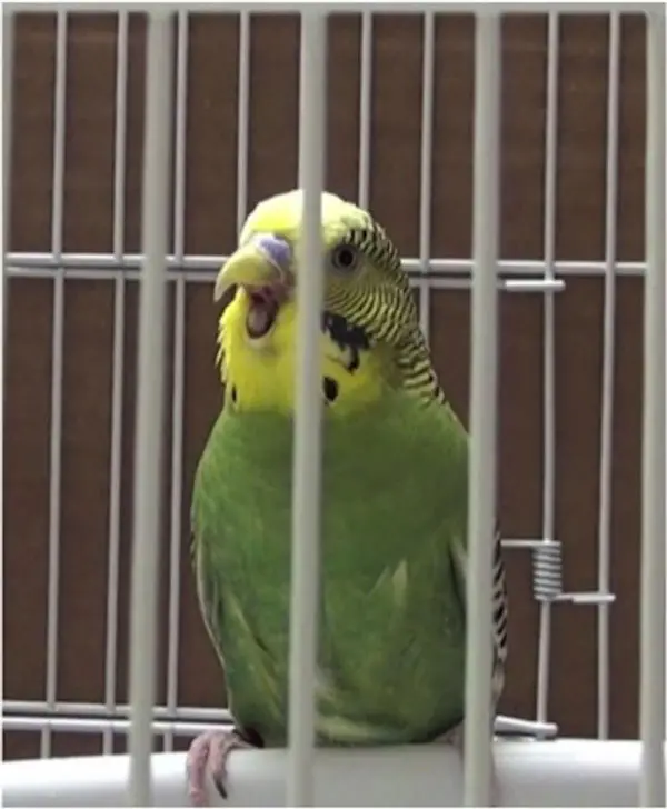 Budgie Yawning