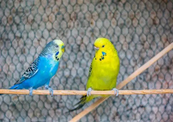 Budgie attacking Other Budgie Or Just Playing