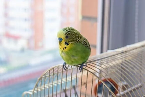 Budgie is Stressed