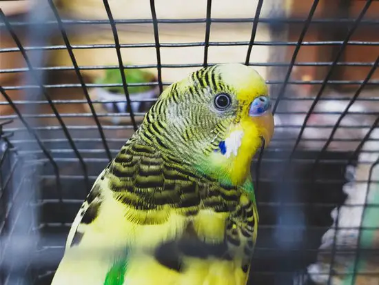 Budgie is afraid