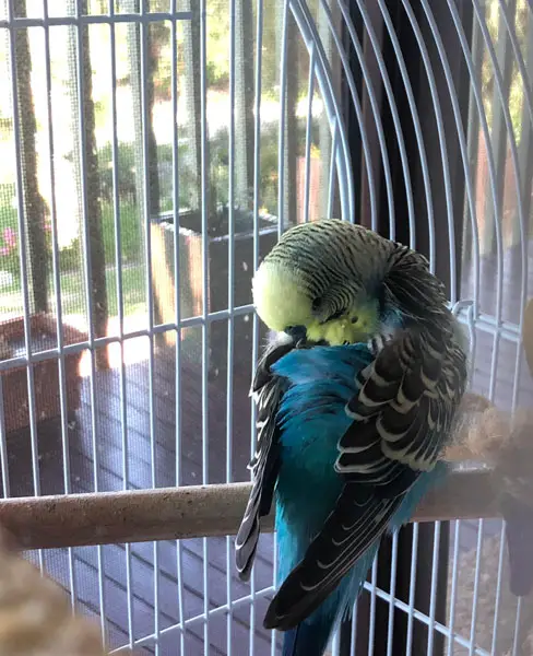 Budgie Respiratory