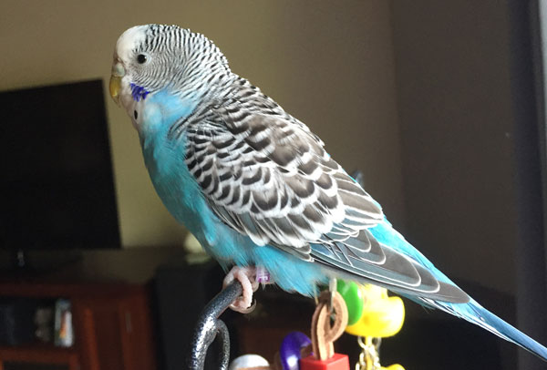 Budgie