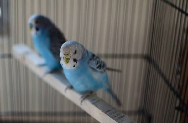 Budgies