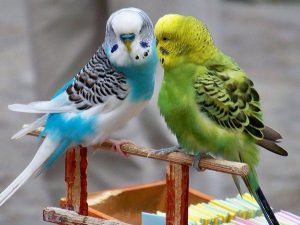 Budgie Attacking Other Budgie: Here's What To Do?