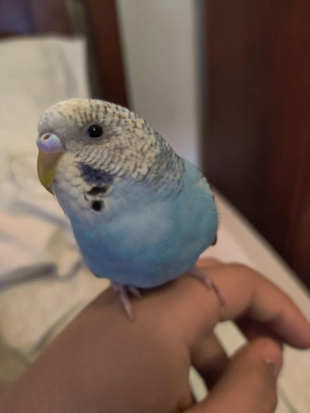 Budgies Beak Discoloration