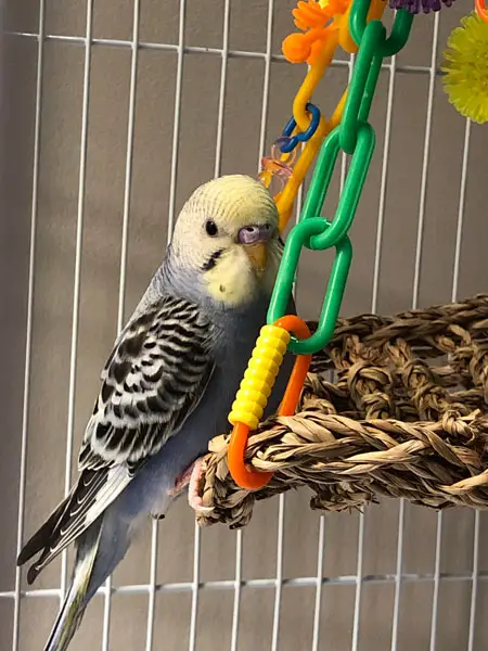 Budgies Beak Discoloration