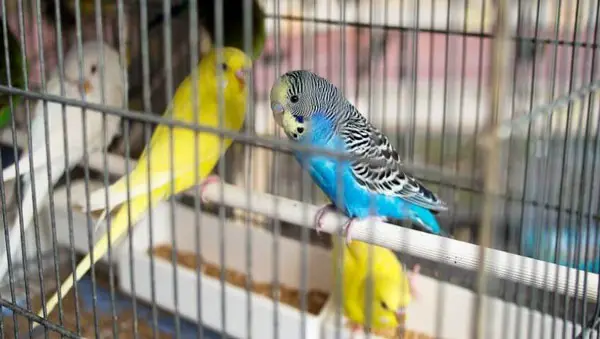 Budgies Good For Beginners