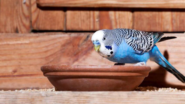 Budgies Like Pomegranate