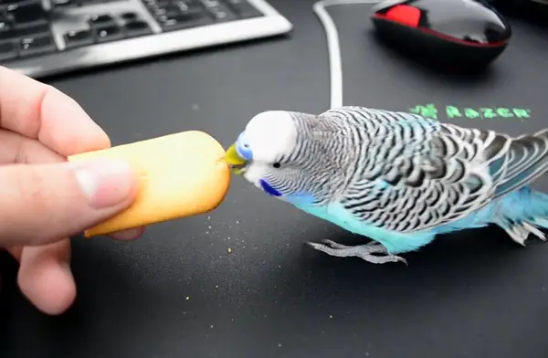 Budgies Like a Biscuit