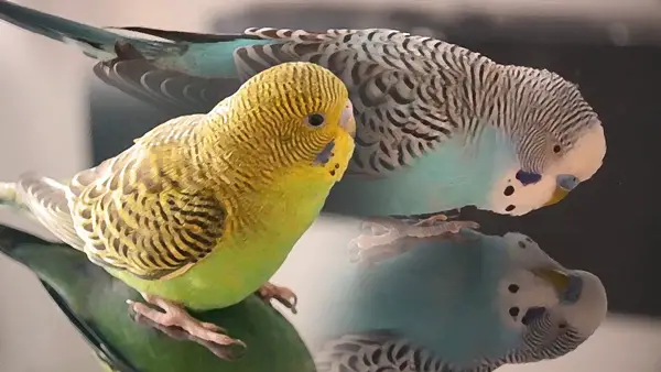 Budgies Like a Biscuit