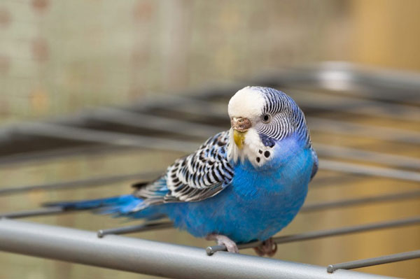 Budgies Need Sunlight