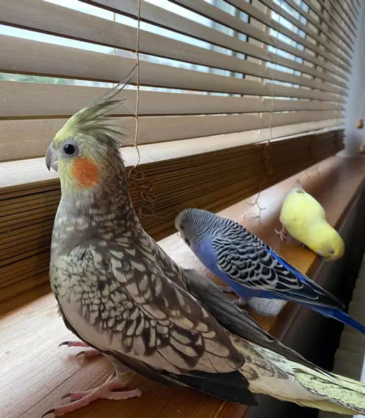 Budgies And Cockatiels