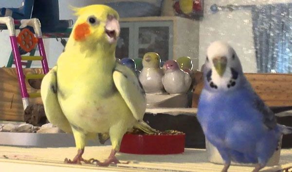 Budgies and Cockatiels