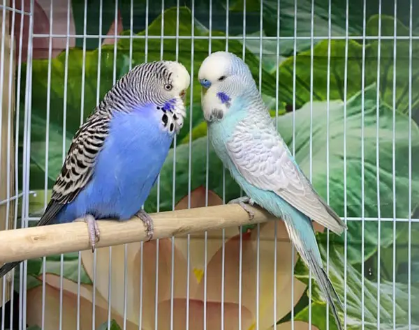Budgies in a Pair