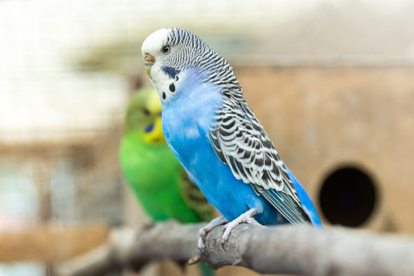 Budgies