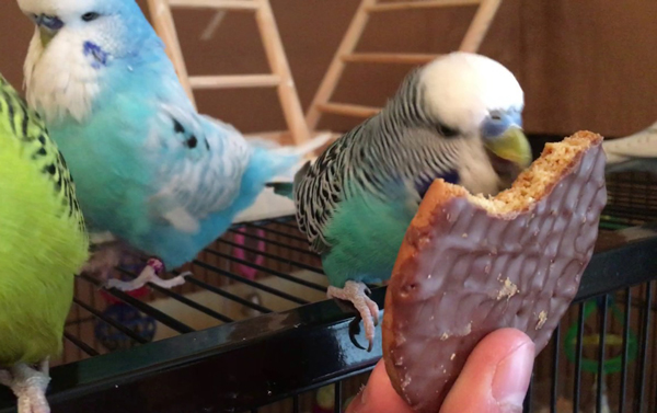 Can Budgies Eat Biscuits
